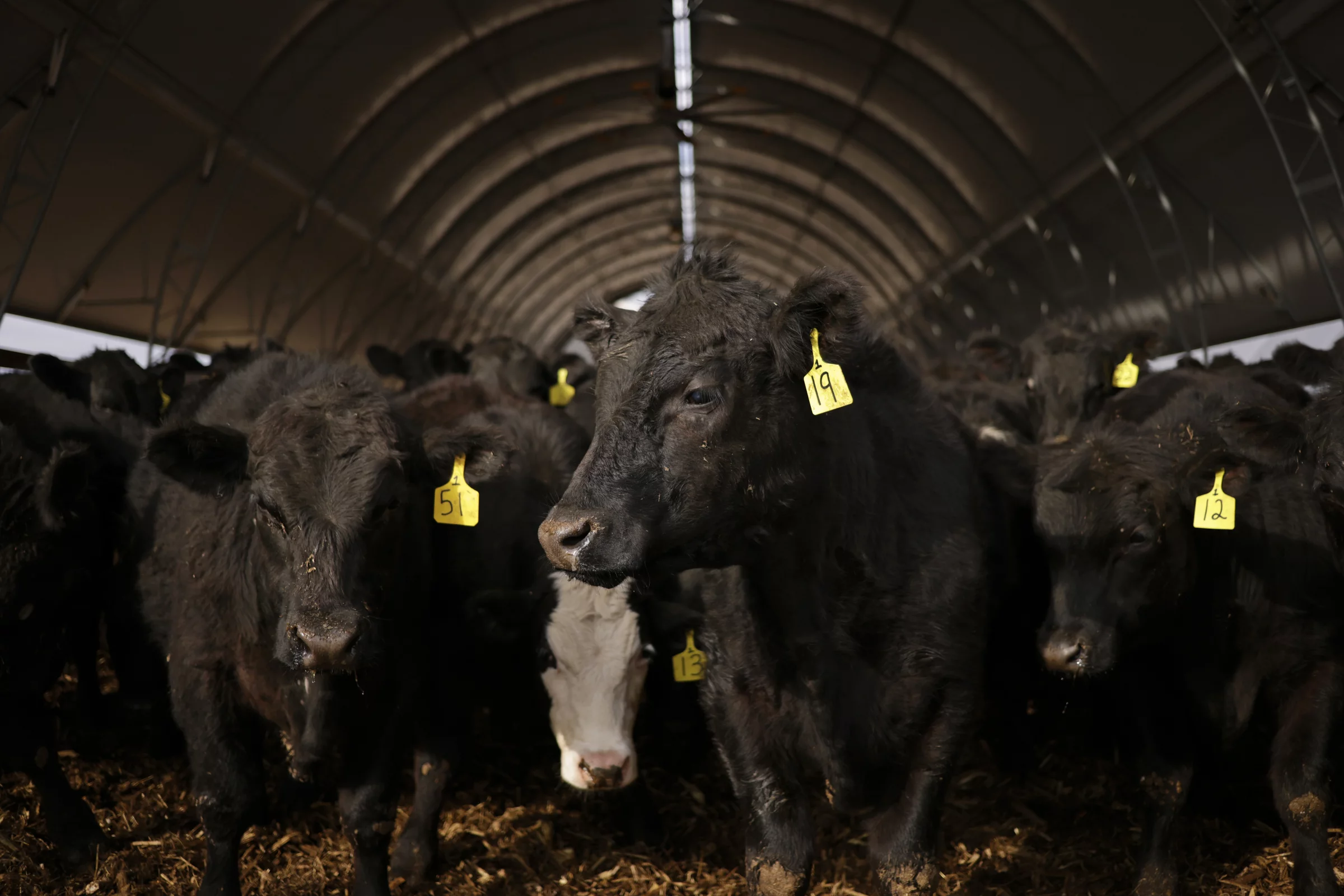 Why the U.S. cattle herd is at a 75-year low — and what it means for beef prices