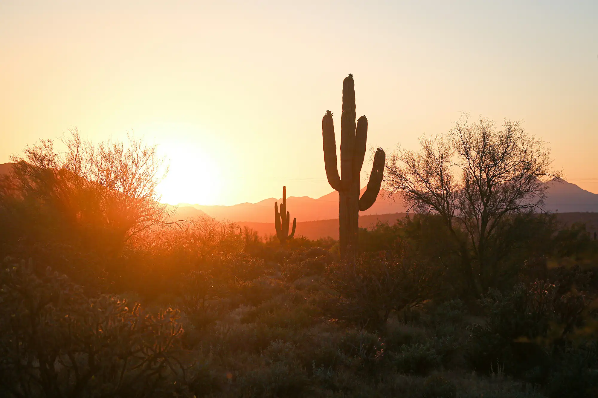 Arizona Desert Scene with Cactus and Desert Plants in the Foreground, Sunset over Mountains in the Background