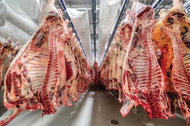 Split beef carcasses hanging in rows inside a refrigerated meat processing facility