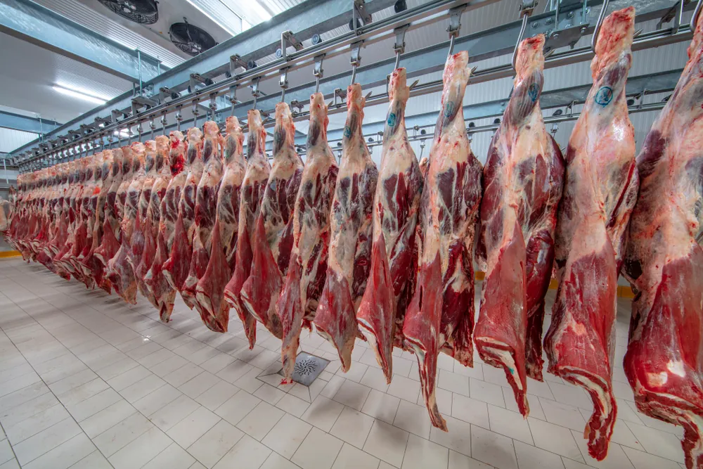 Rows of hanging beef carcasses in a meat processing facility